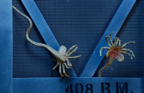 NECAOnline.com | 1300x Aliens Creature Pack4