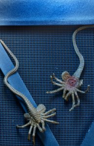 NECAOnline.com | 1300x Aliens Creature Pack5