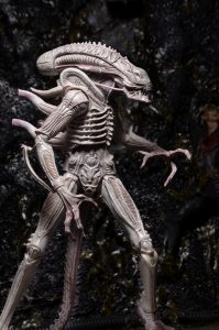 NECAOnline.com | 1200x Albino1