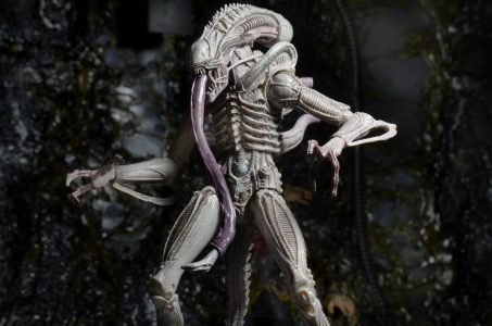 NECAOnline.com | 1200x Albino2