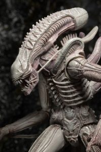 NECAOnline.com | 1200x Albino3