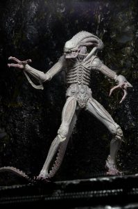 NECAOnline.com | 1200x Albino4