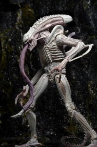 NECAOnline.com | 1200x Albino6