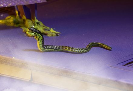 NECAOnline.com | 1200x Mantis11