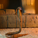 NECAOnline.com | Universal Monsters/Teenage Mutant Ninja Turtles - 7" Scale Action Figure - Ultimate Michelangelo as The Mummy